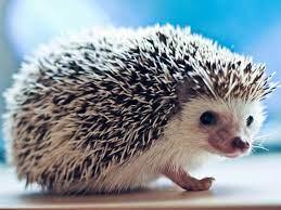 Hedgehog Hannah